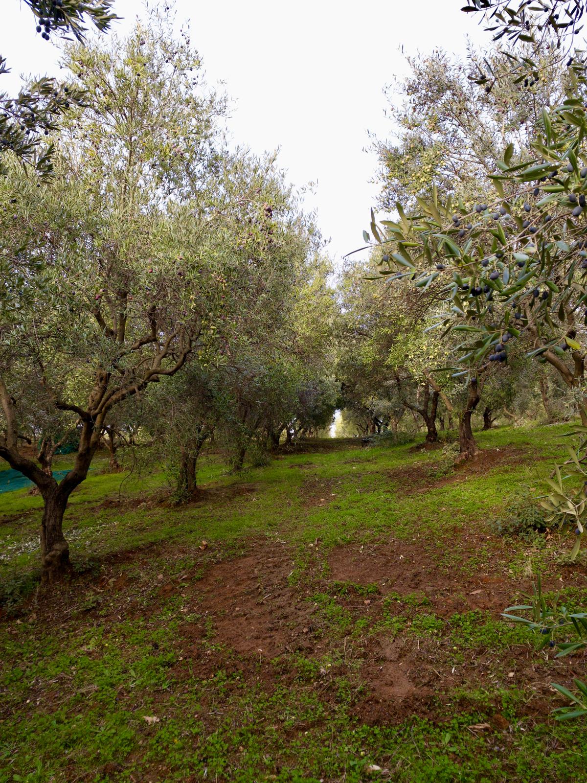 Produzione Olio