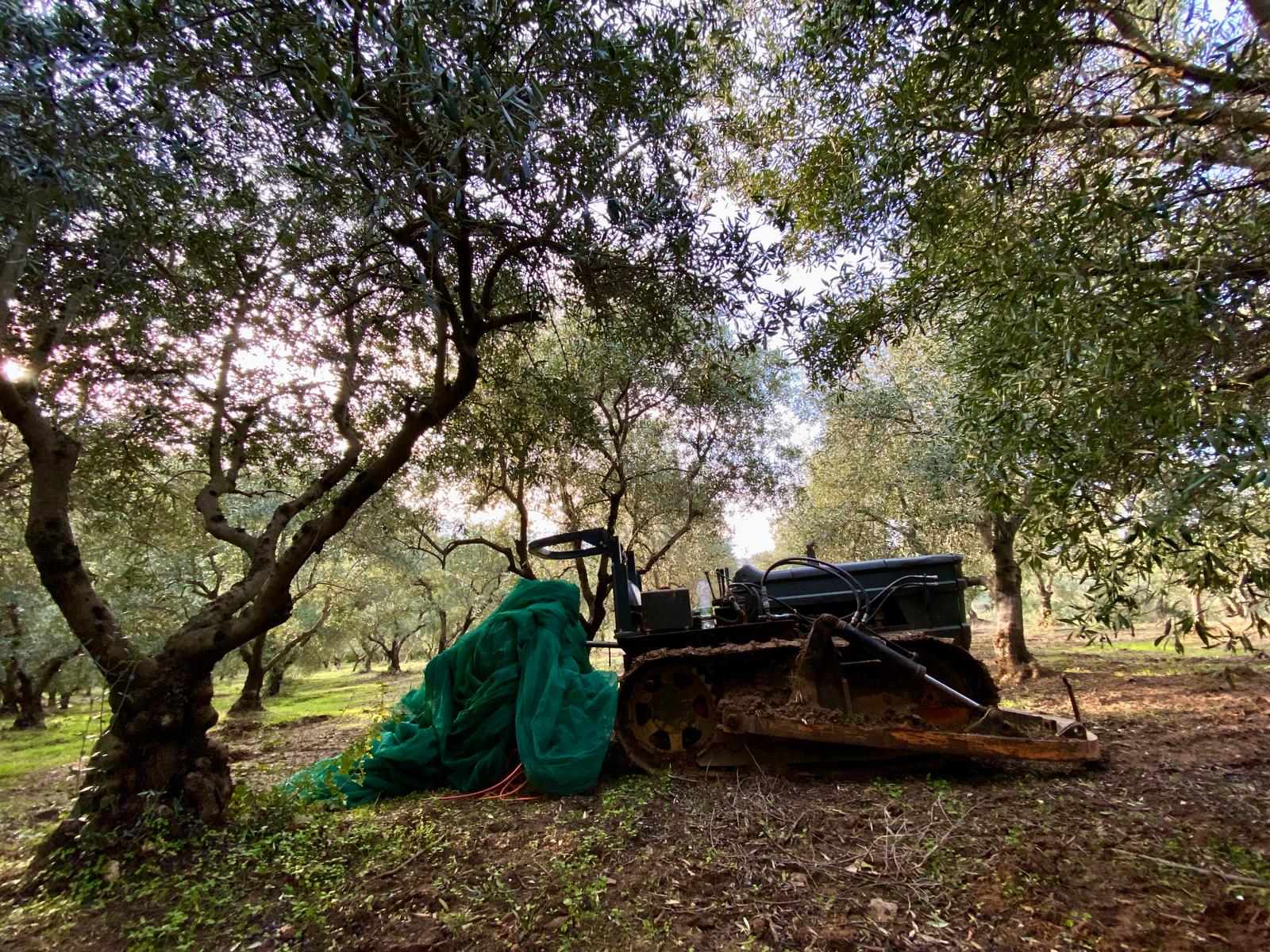 Raccolta delle olive Montifertili