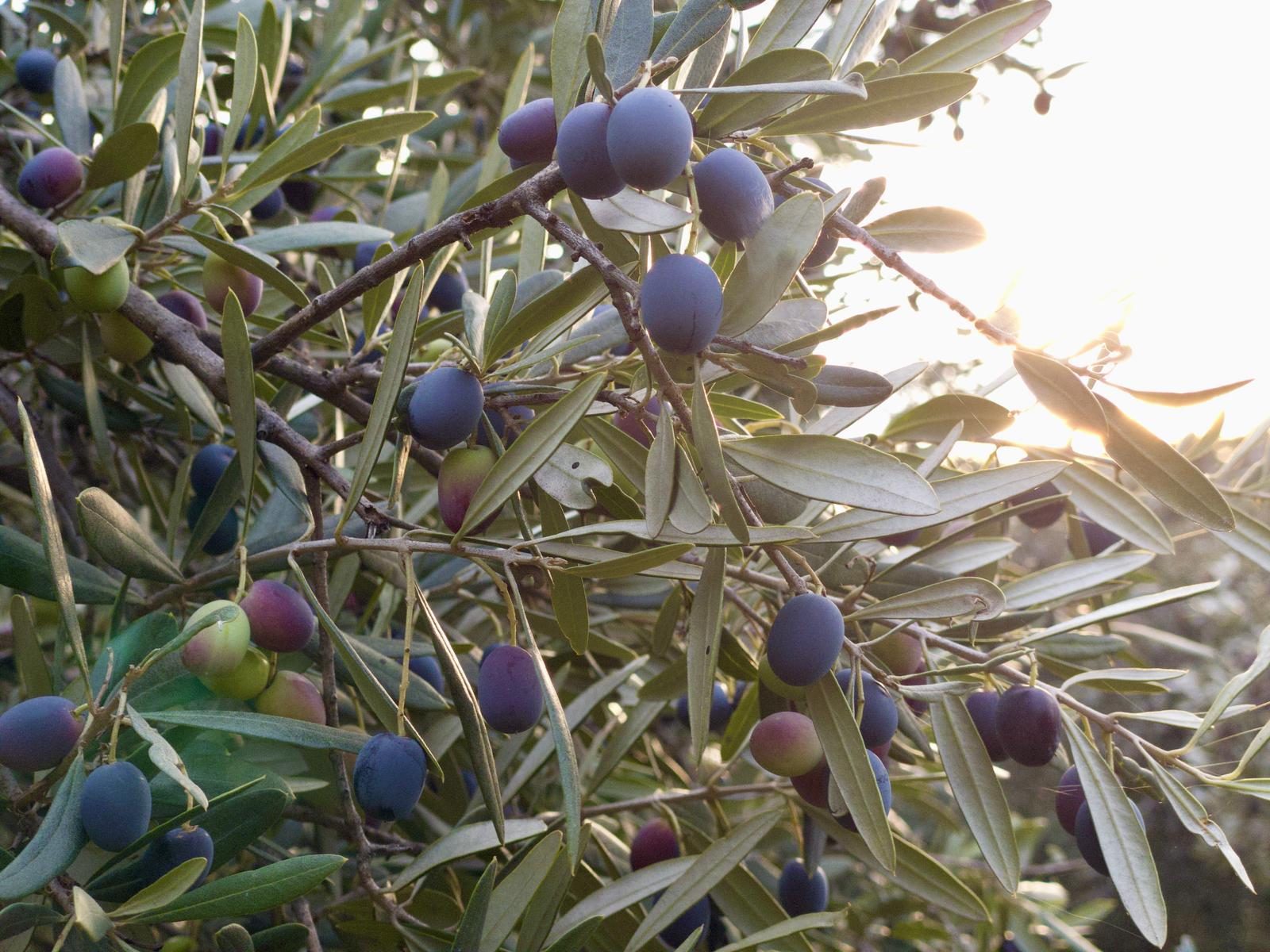 Olive mature sul ramo, controluce, negli uliveti Montifertili