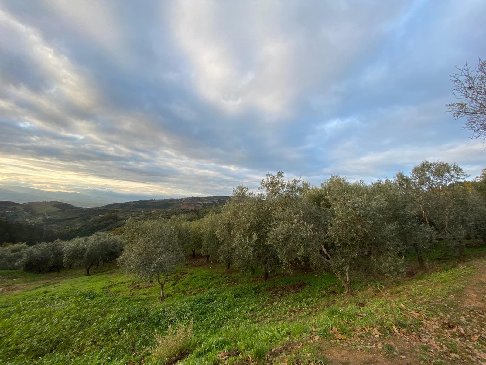 Uliveto Montifertili al tramonto sulle colline di Acri, in Calabria